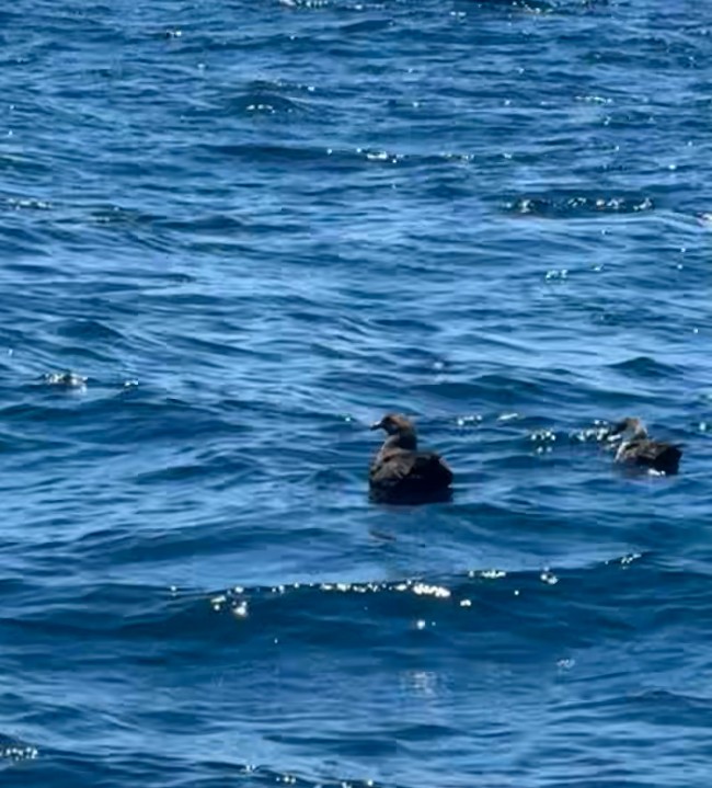 chaluha antarktická - ML638321600