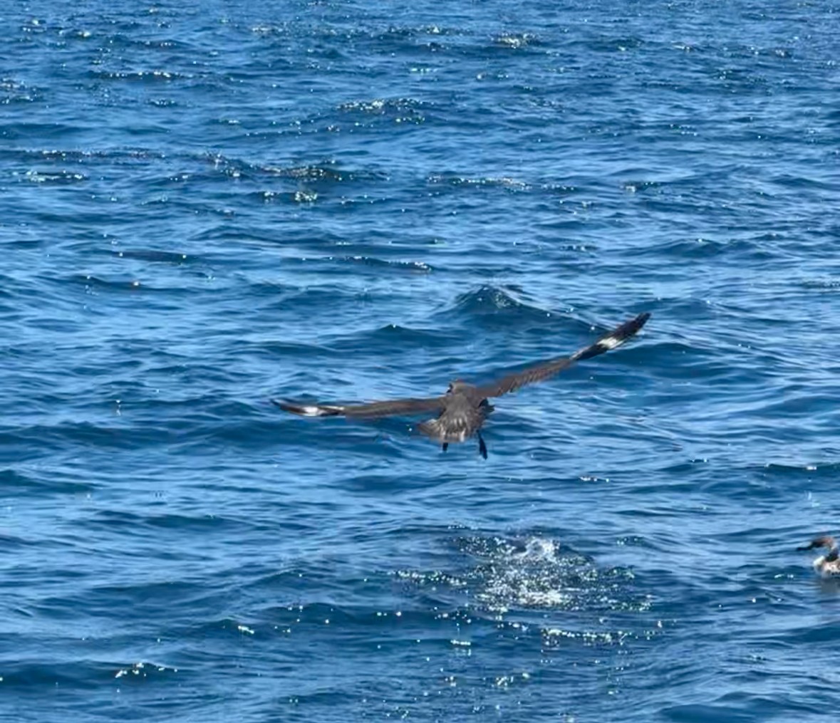 chaluha antarktická - ML638321601