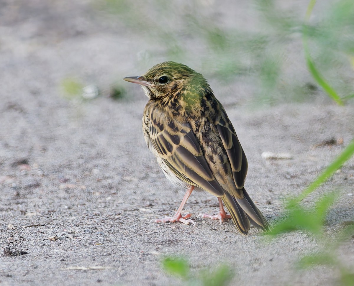 Tree Pipit - ML638321605