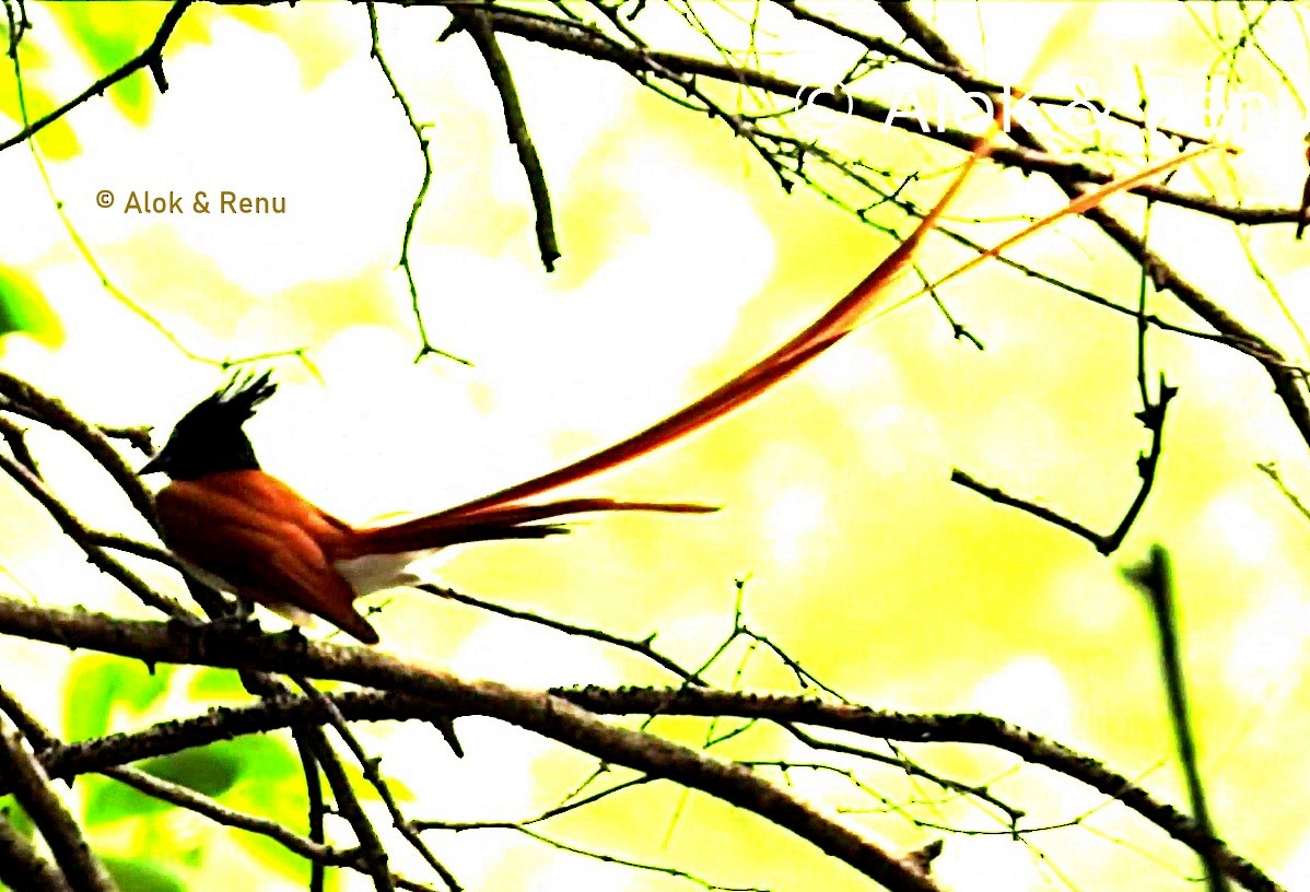 Indian Paradise-Flycatcher - ML638321625