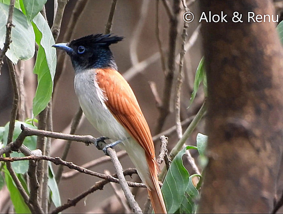 Indian Paradise-Flycatcher - ML638321639