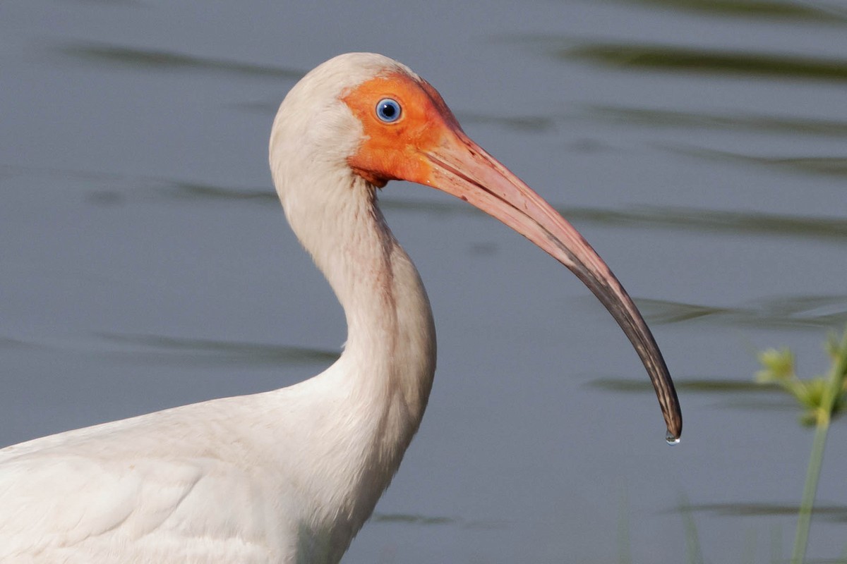 White Ibis - ML638321663