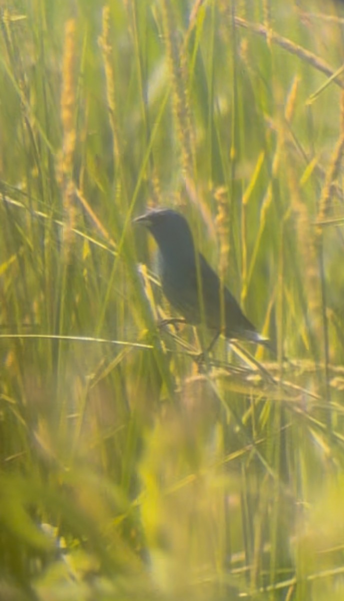 Indigo Bunting - ML638321677