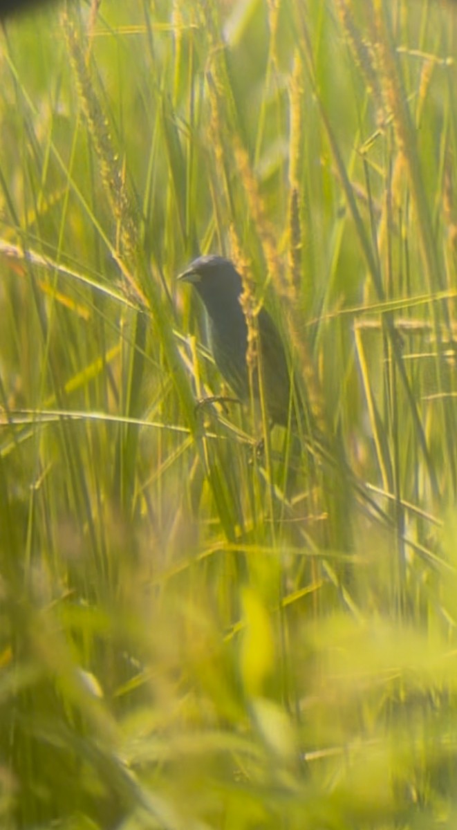 Indigo Bunting - ML638321678