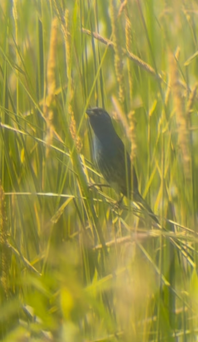 Indigo Bunting - ML638321679