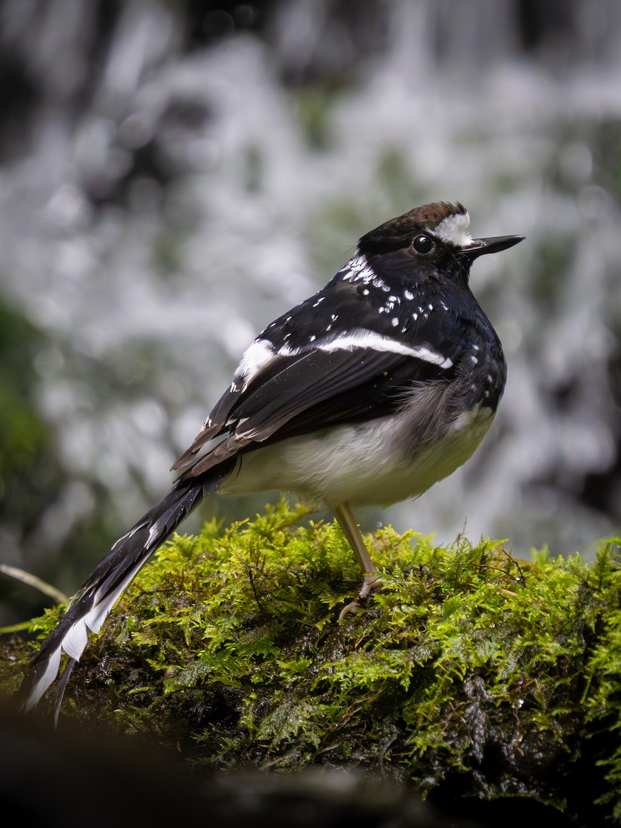 Spotted Forktail - ML638321681