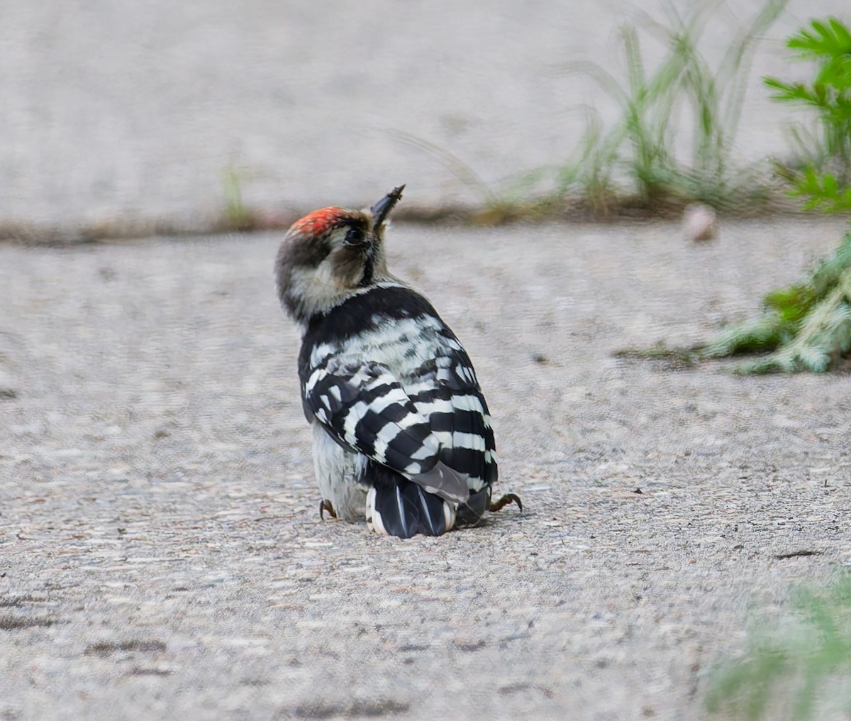 Lesser Spotted Woodpecker - ML638321686