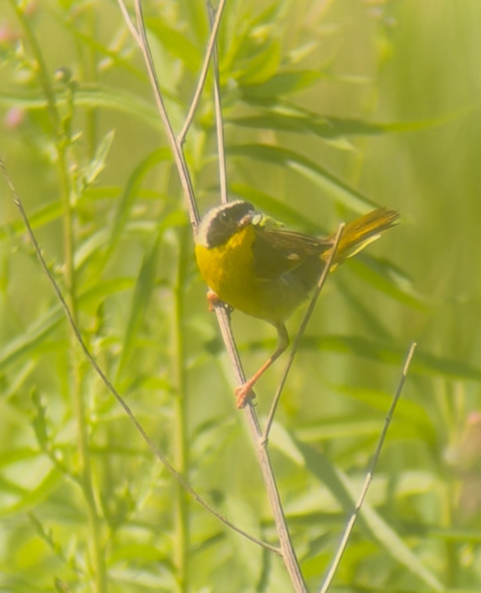 Common Yellowthroat - ML638321696