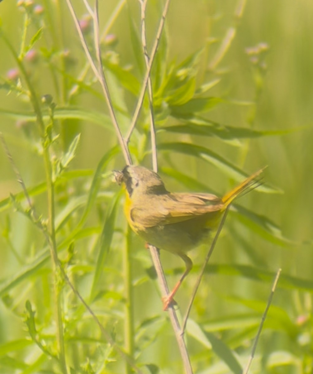 Common Yellowthroat - ML638321697