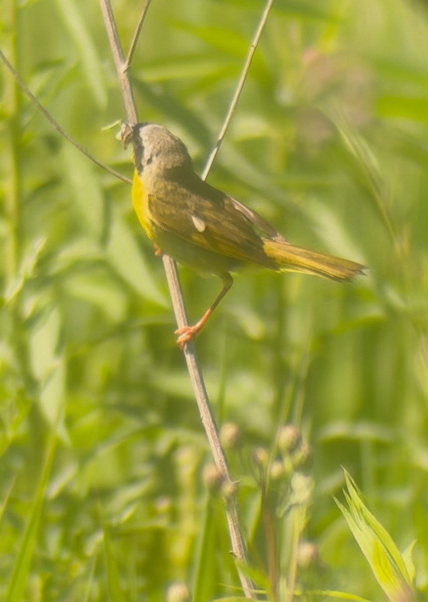 Common Yellowthroat - ML638321698