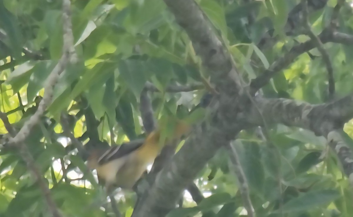 Oriole de Baltimore - ML638321703