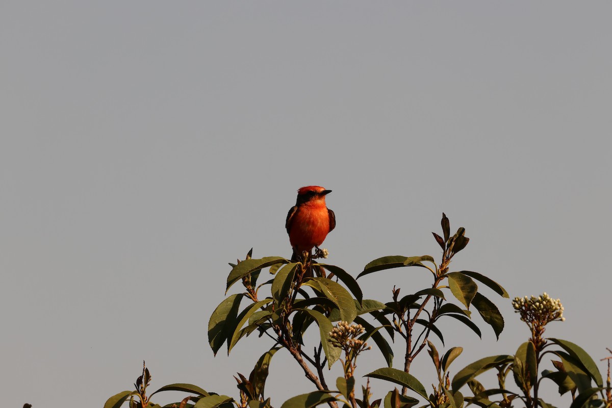 Vermilion Flycatcher - ML638321707