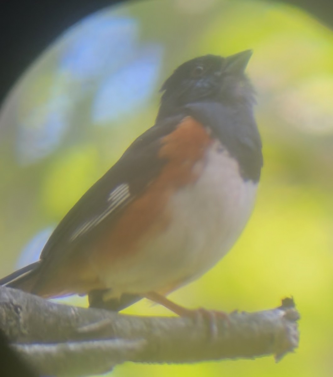Eastern Towhee - ML638321710
