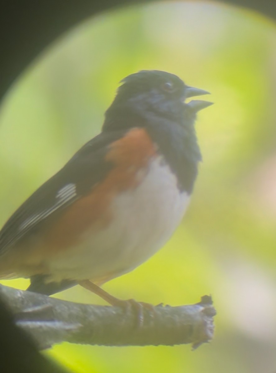 Eastern Towhee - ML638321711