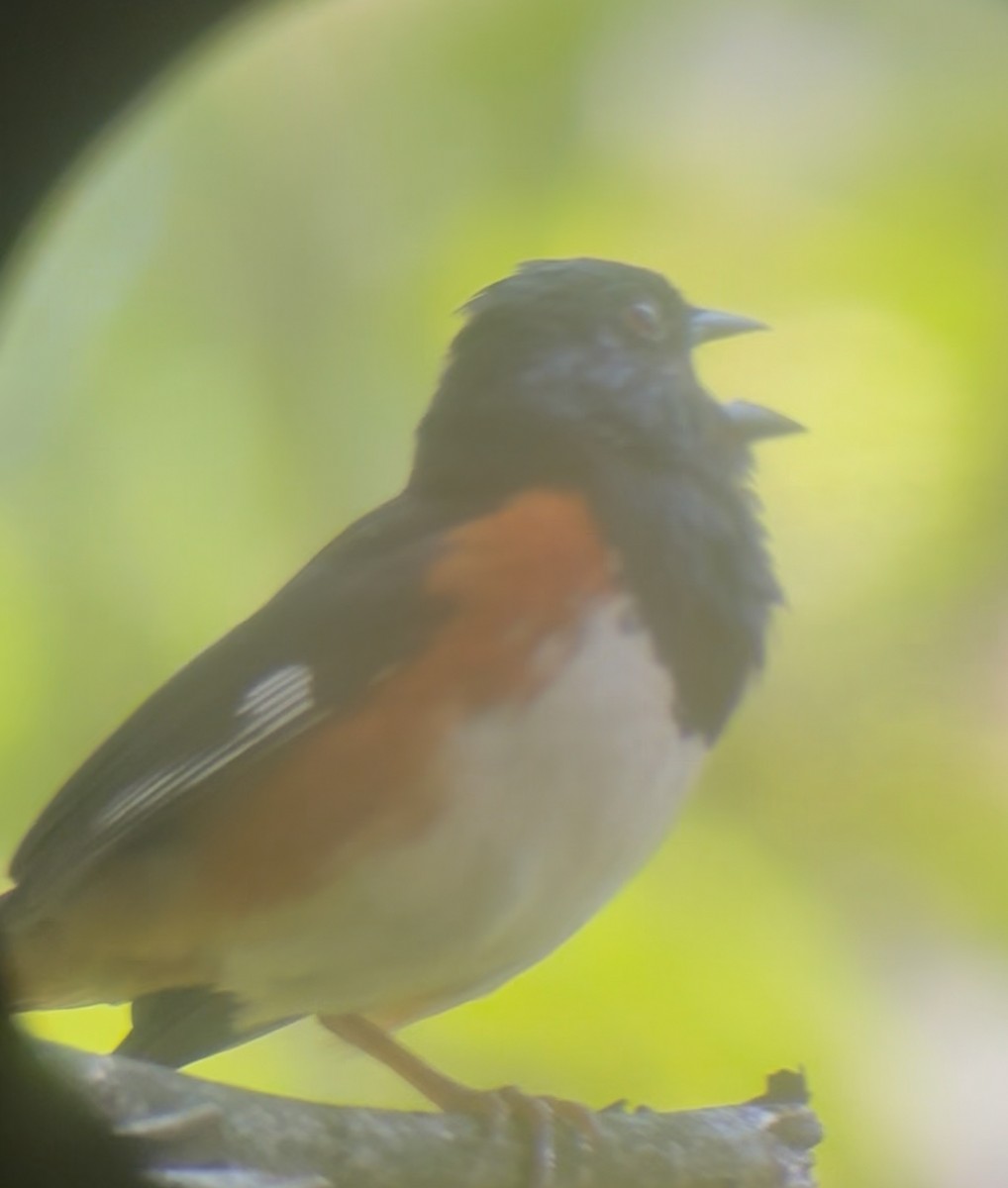 Eastern Towhee - ML638321712