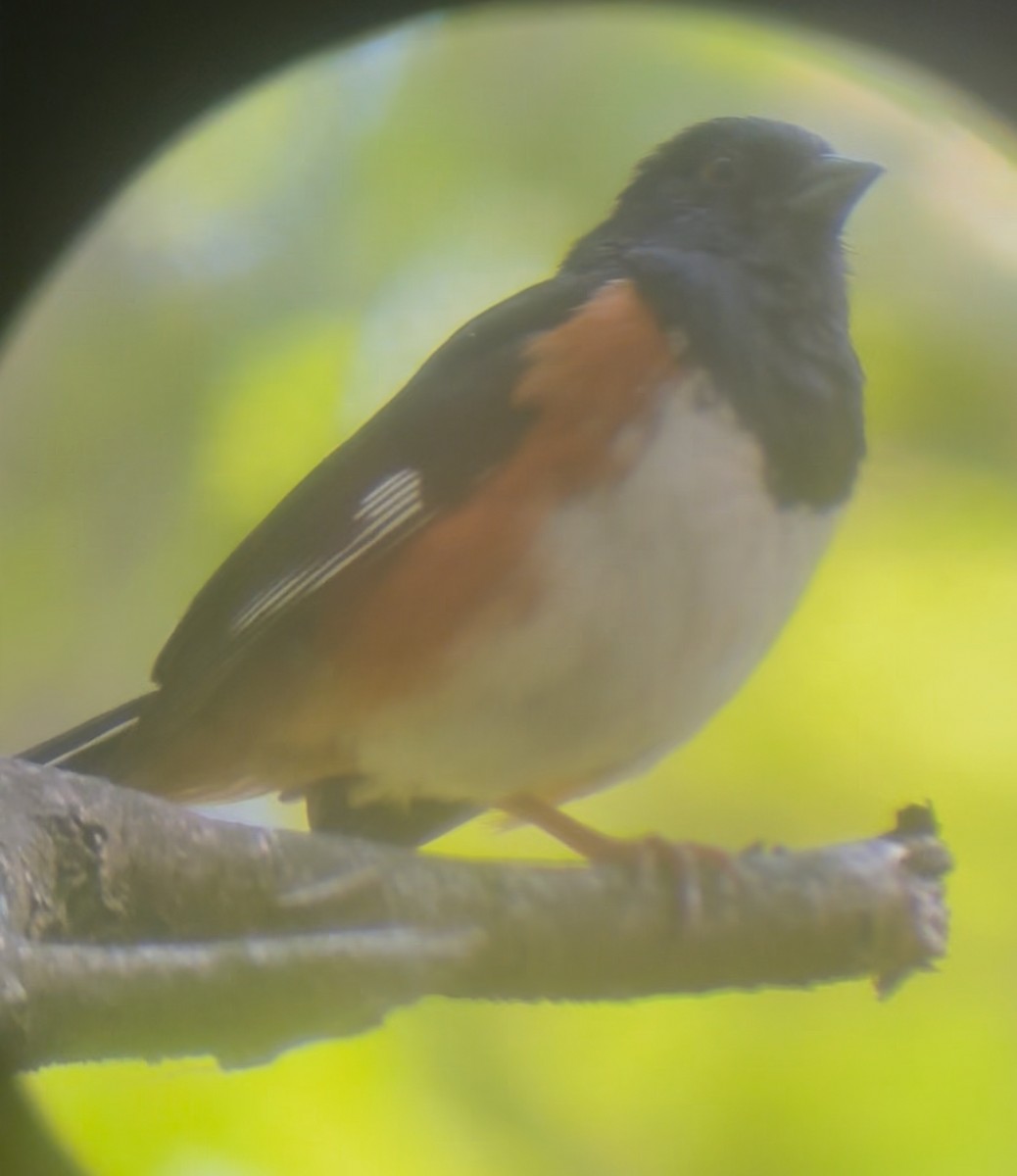 Eastern Towhee - ML638321713