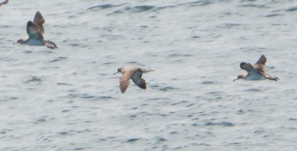 Cory's Shearwater - ML638321720