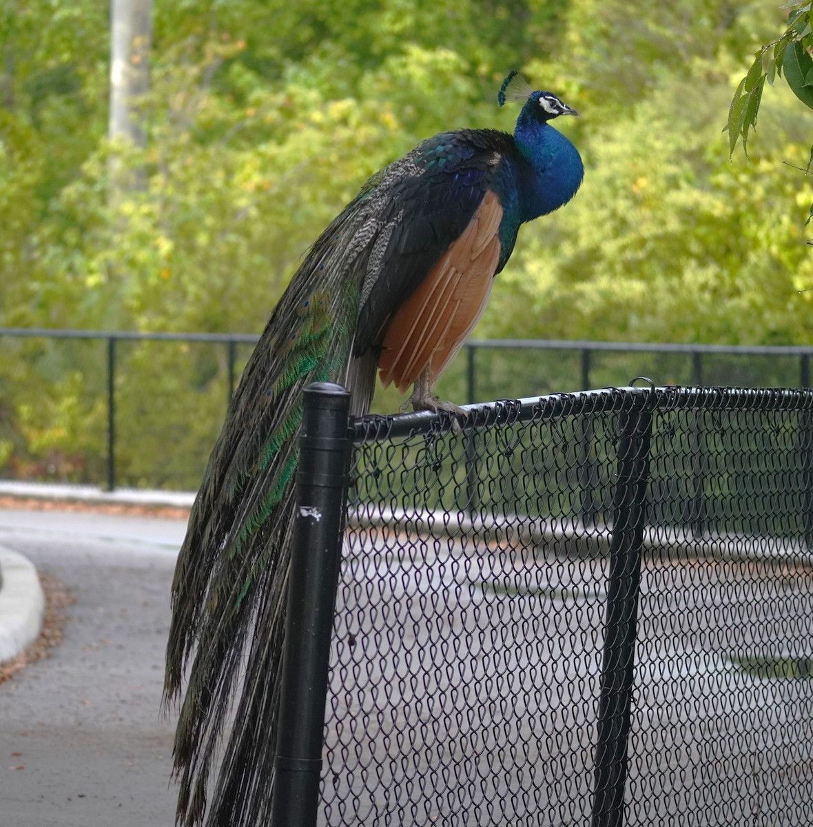 Indian Peafowl - ML638321721