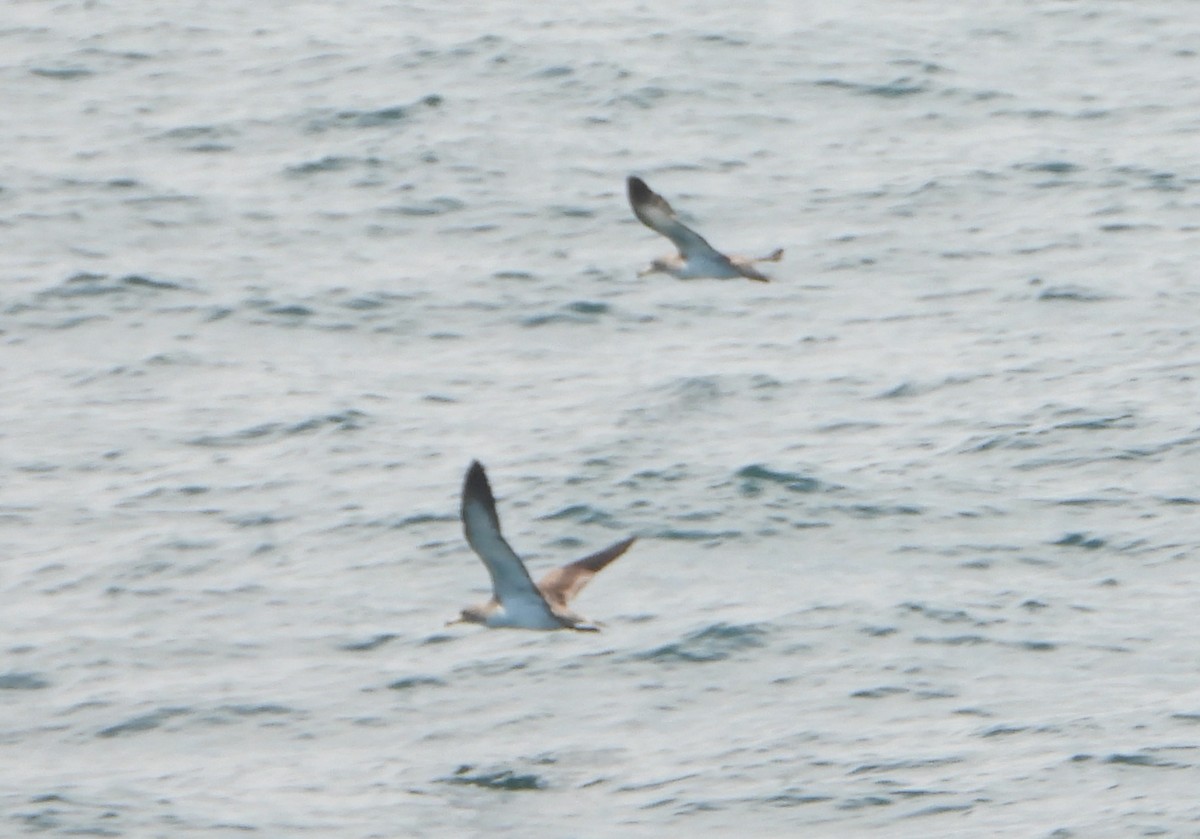 Cory's Shearwater - ML638321722