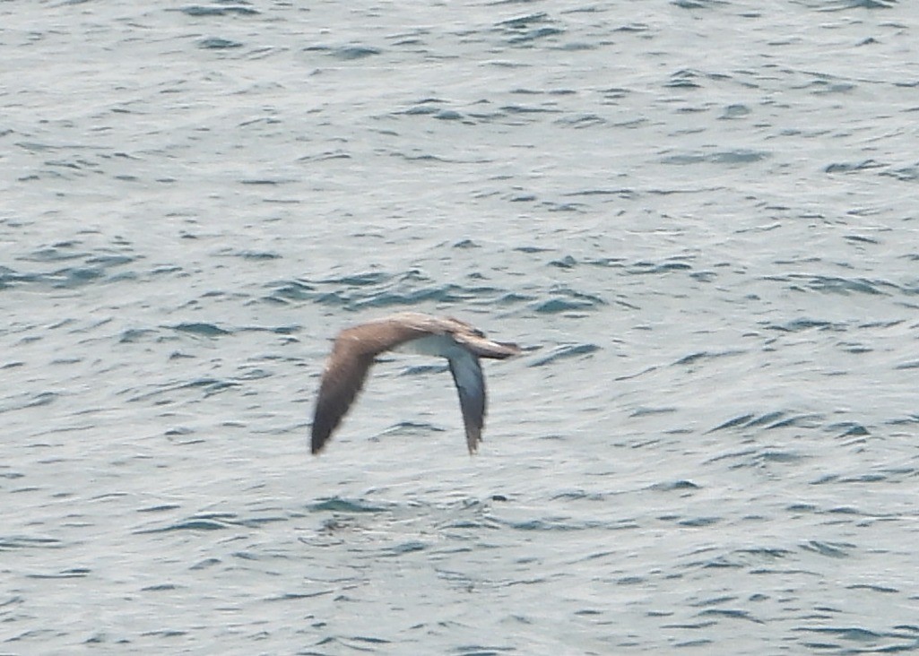 Cory's Shearwater - ML638321725