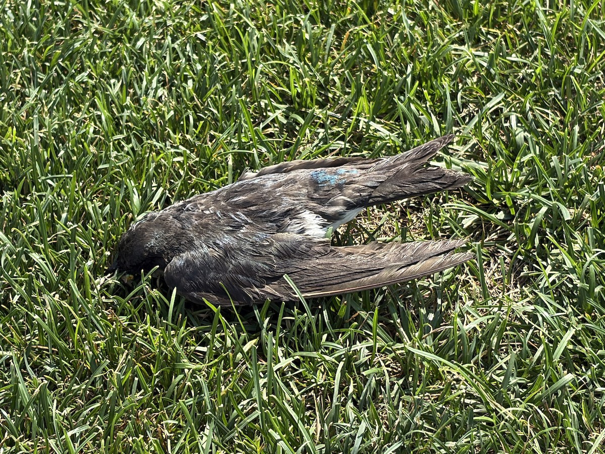 Tree Swallow - ML638321727