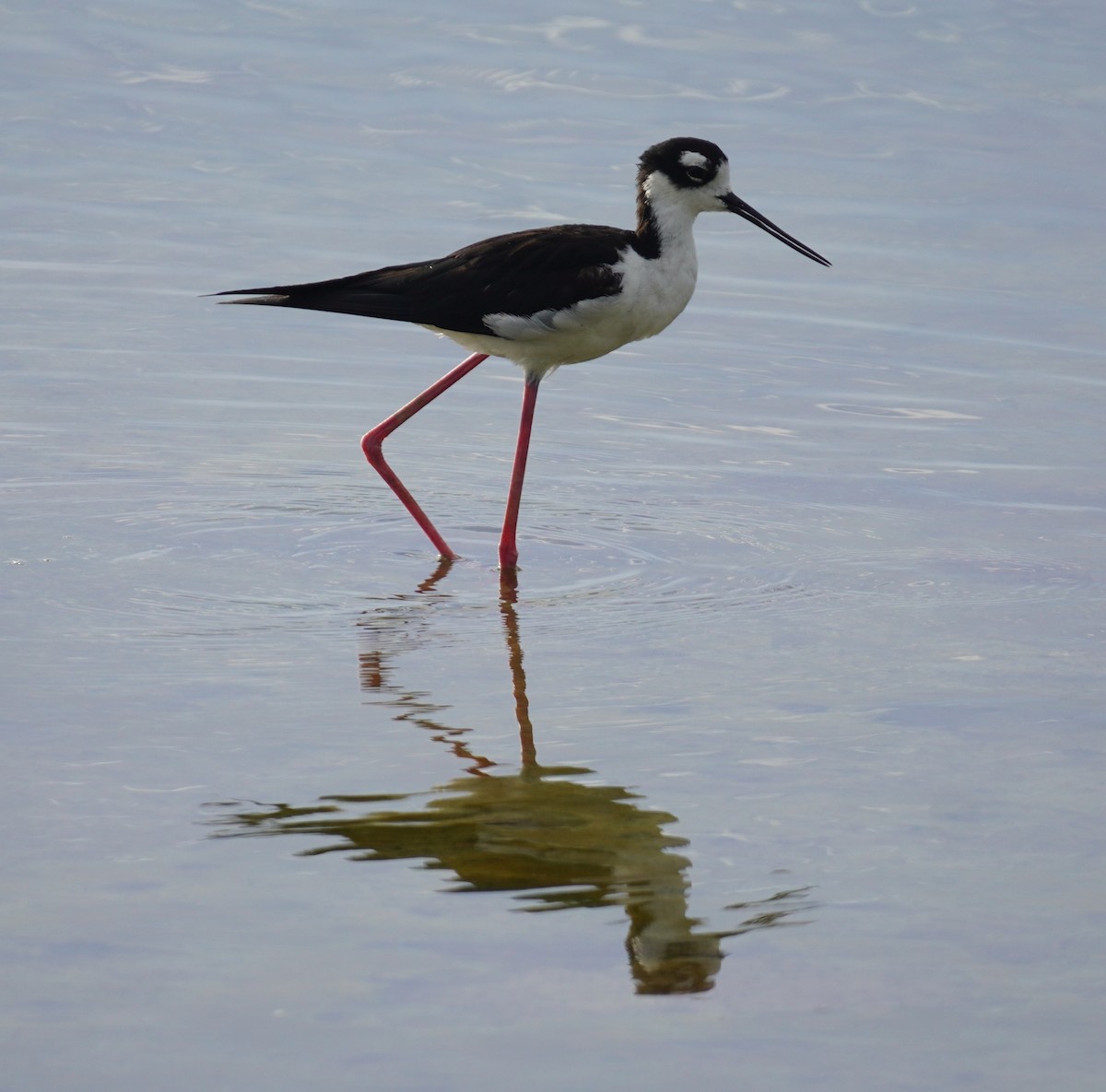 Black-necked Stilt - ML638321728