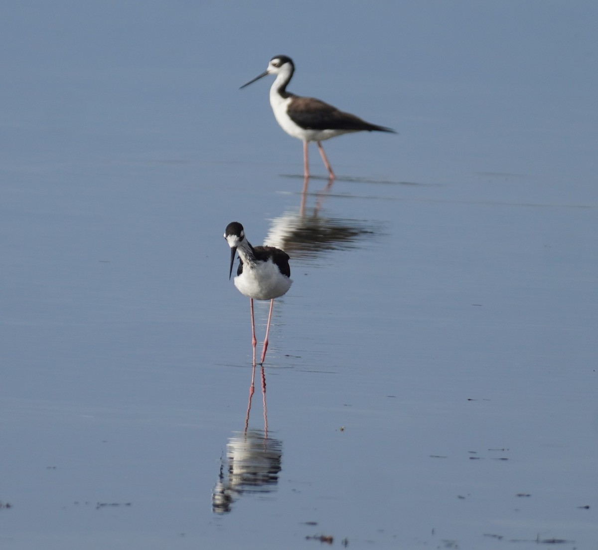 Black-necked Stilt - ML638321730