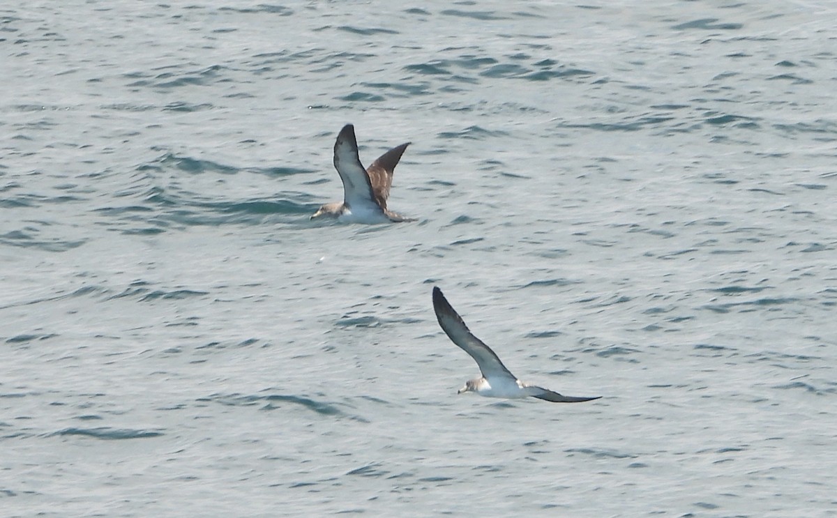 Cory's Shearwater - ML638321731