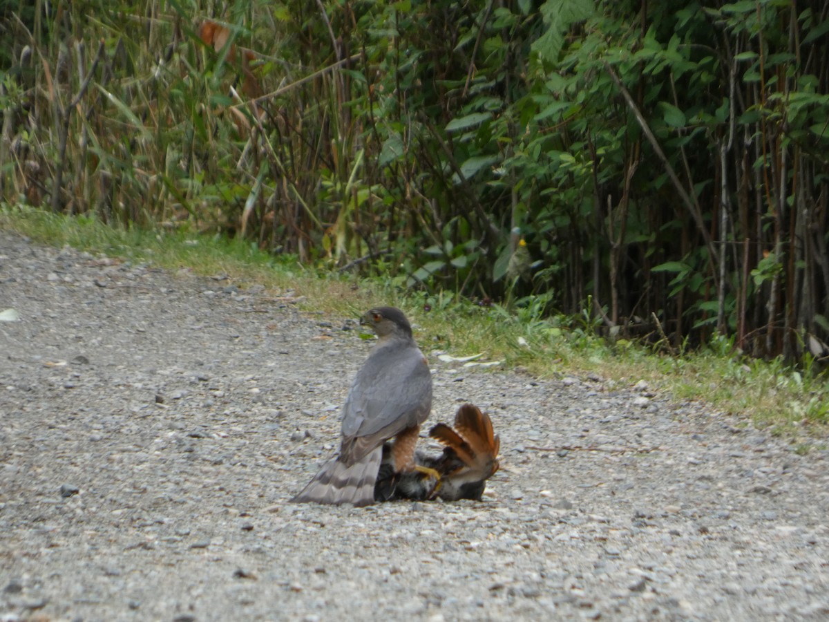 Cooper's Hawk - ML638321747