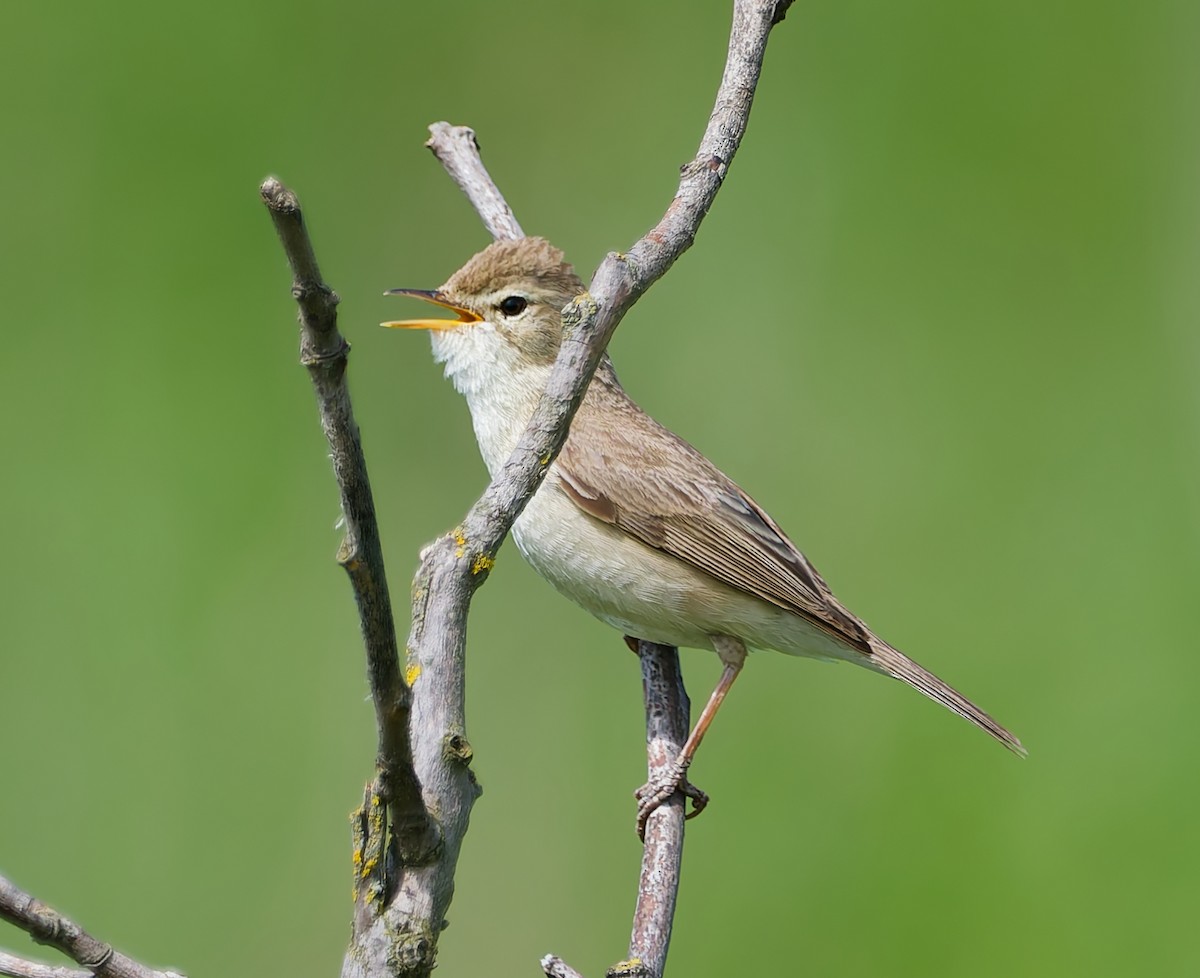 Booted Warbler - ML638321749