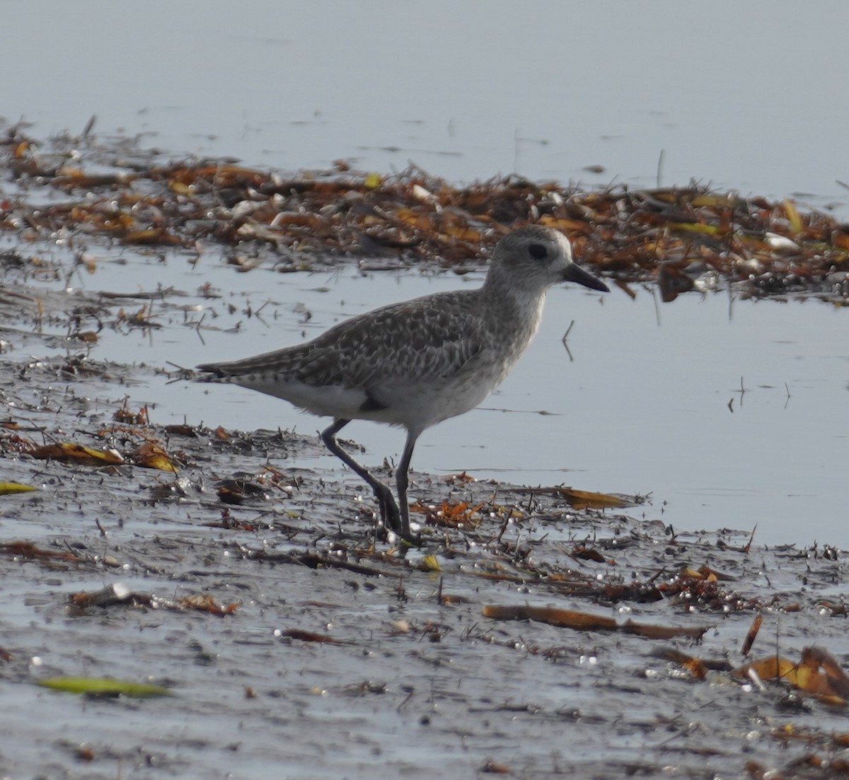 Black-bellied Plover - ML638321751