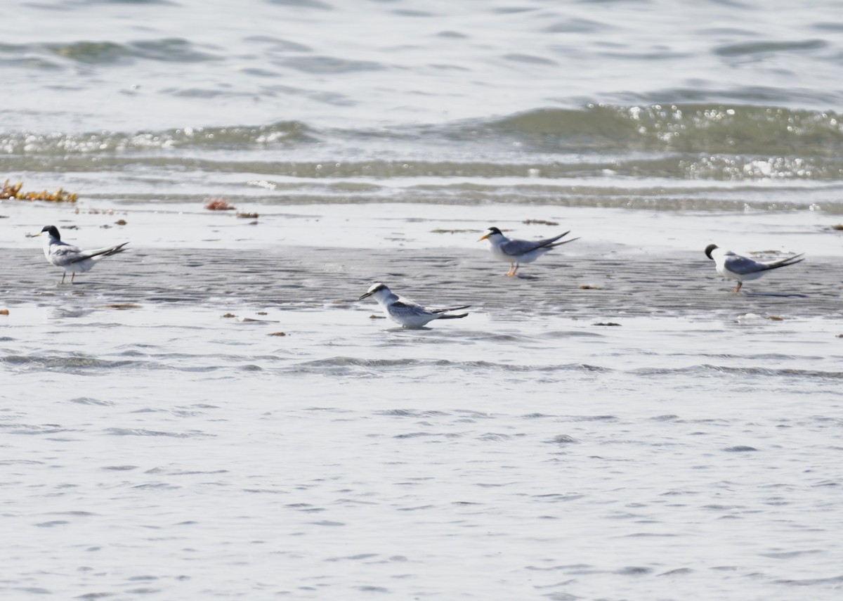 Least Tern - ML638321765