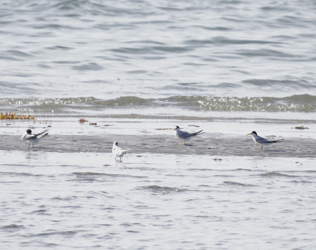 Least Tern - ML638321766