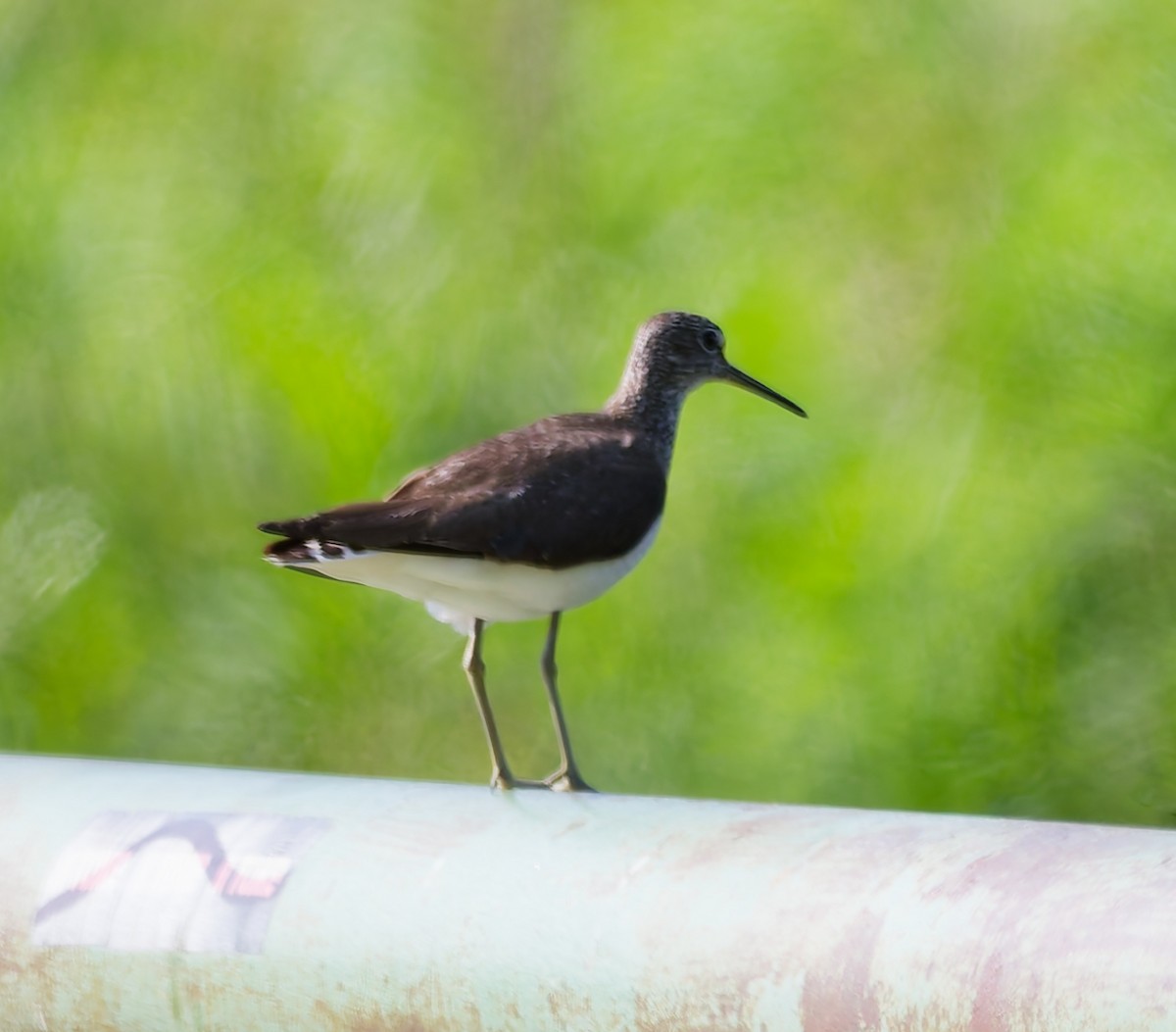 Green Sandpiper - ML638321779