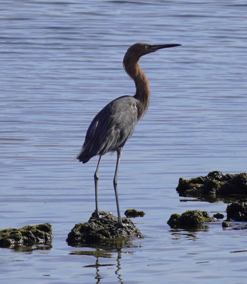 Reddish Egret - ML638321782