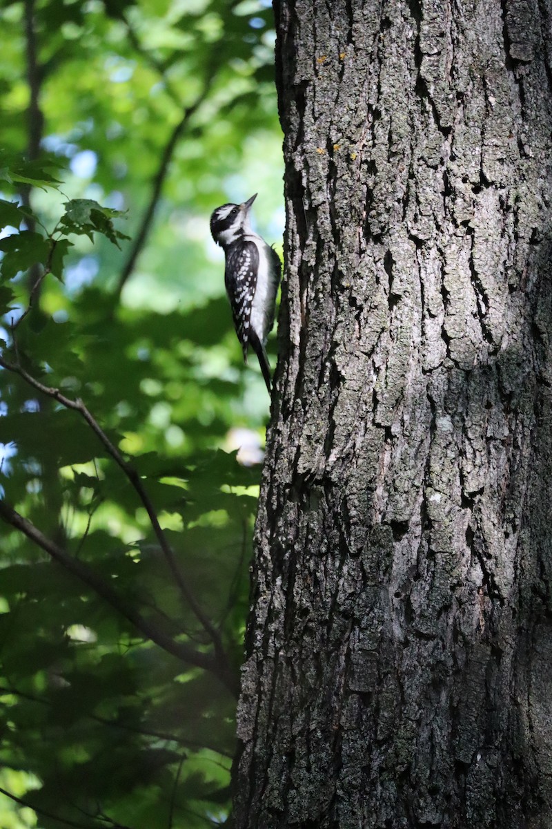 Hairy Woodpecker - ML638321783