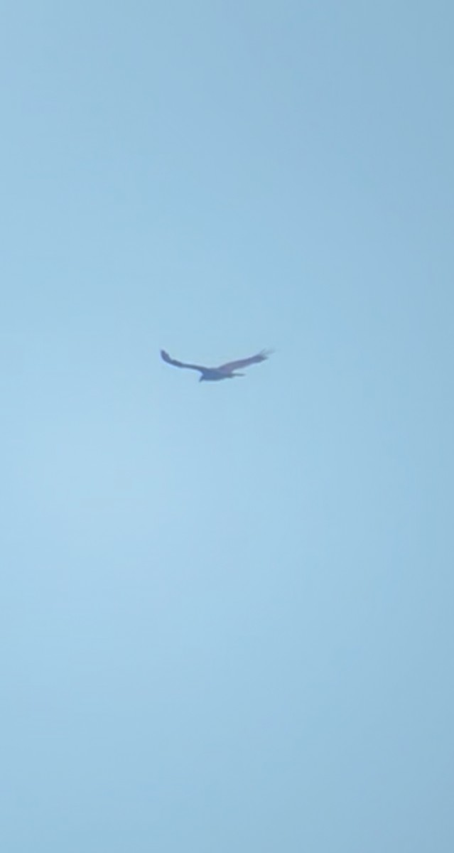 Turkey Vulture - ML638321784