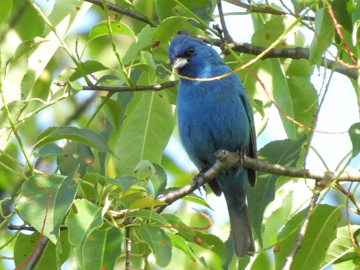 Indigo Bunting - ML638321790