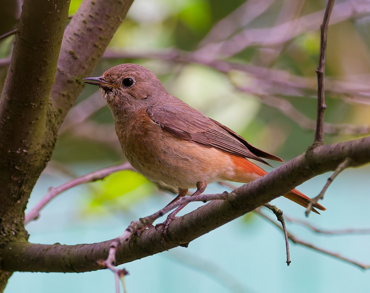 Common Redstart - ML638321799