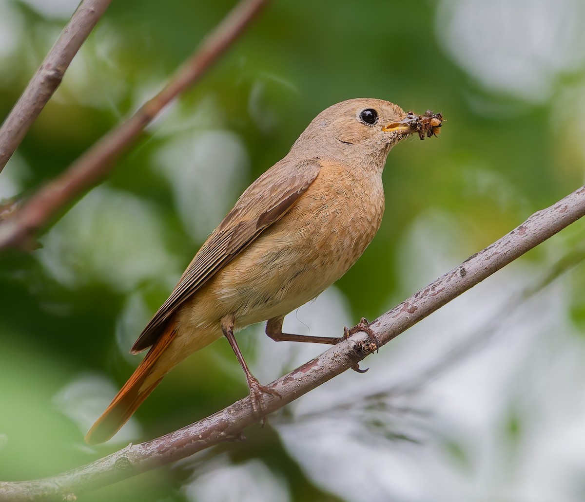 Common Redstart - ML638321800