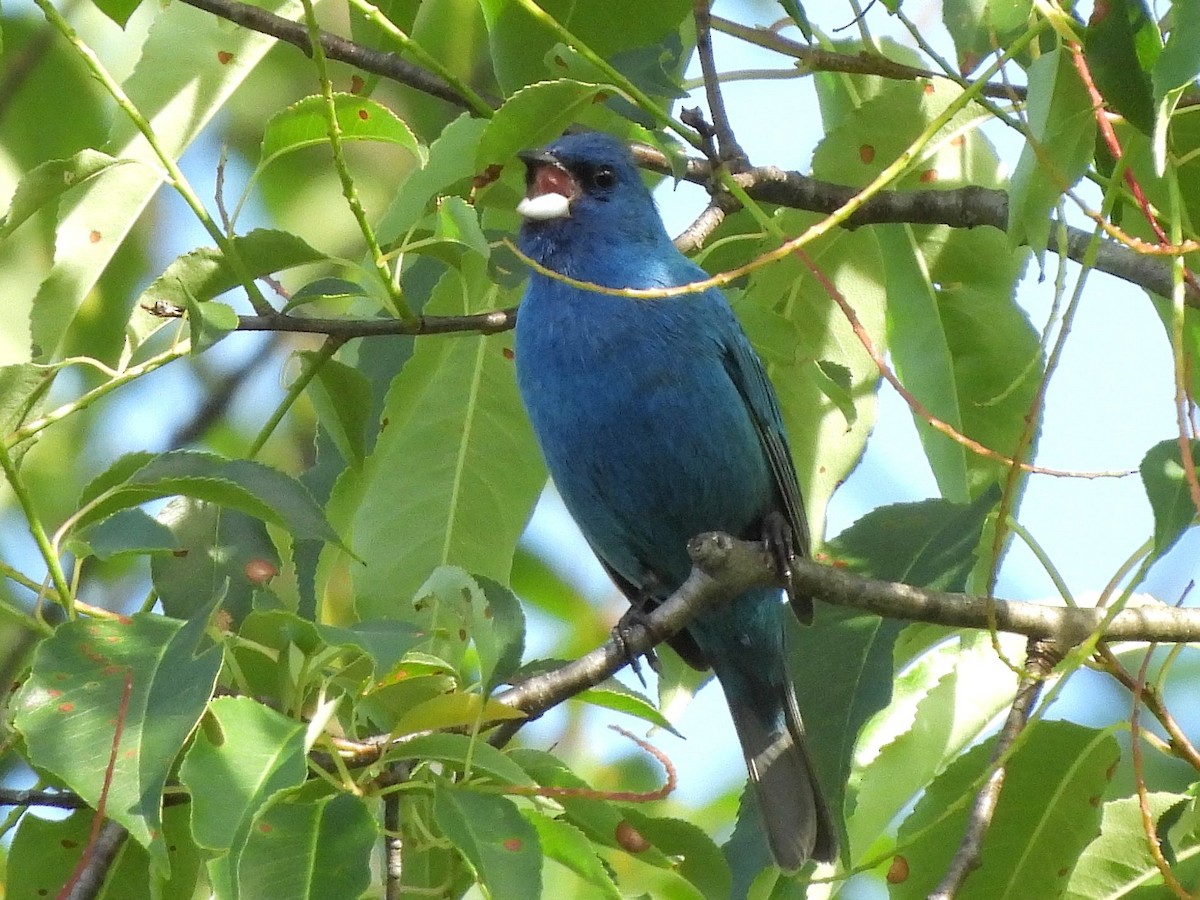 Indigo Bunting - ML638321801