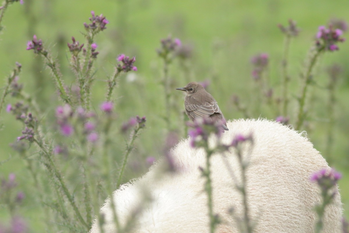 European Starling - ML638321808