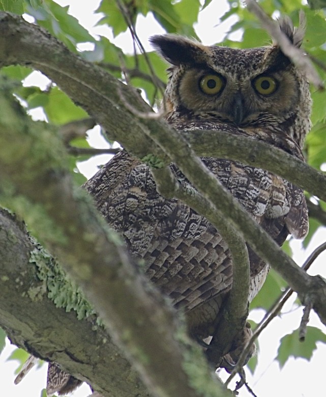 Great Horned Owl - ML638321809