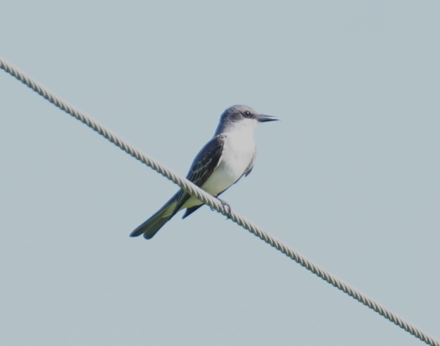 Gray Kingbird - ML638321810