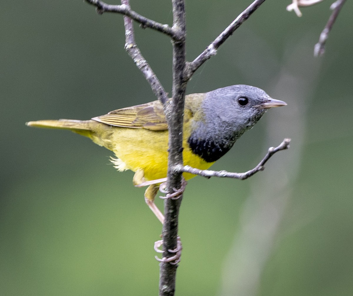 svartbrystparula - ML638321838