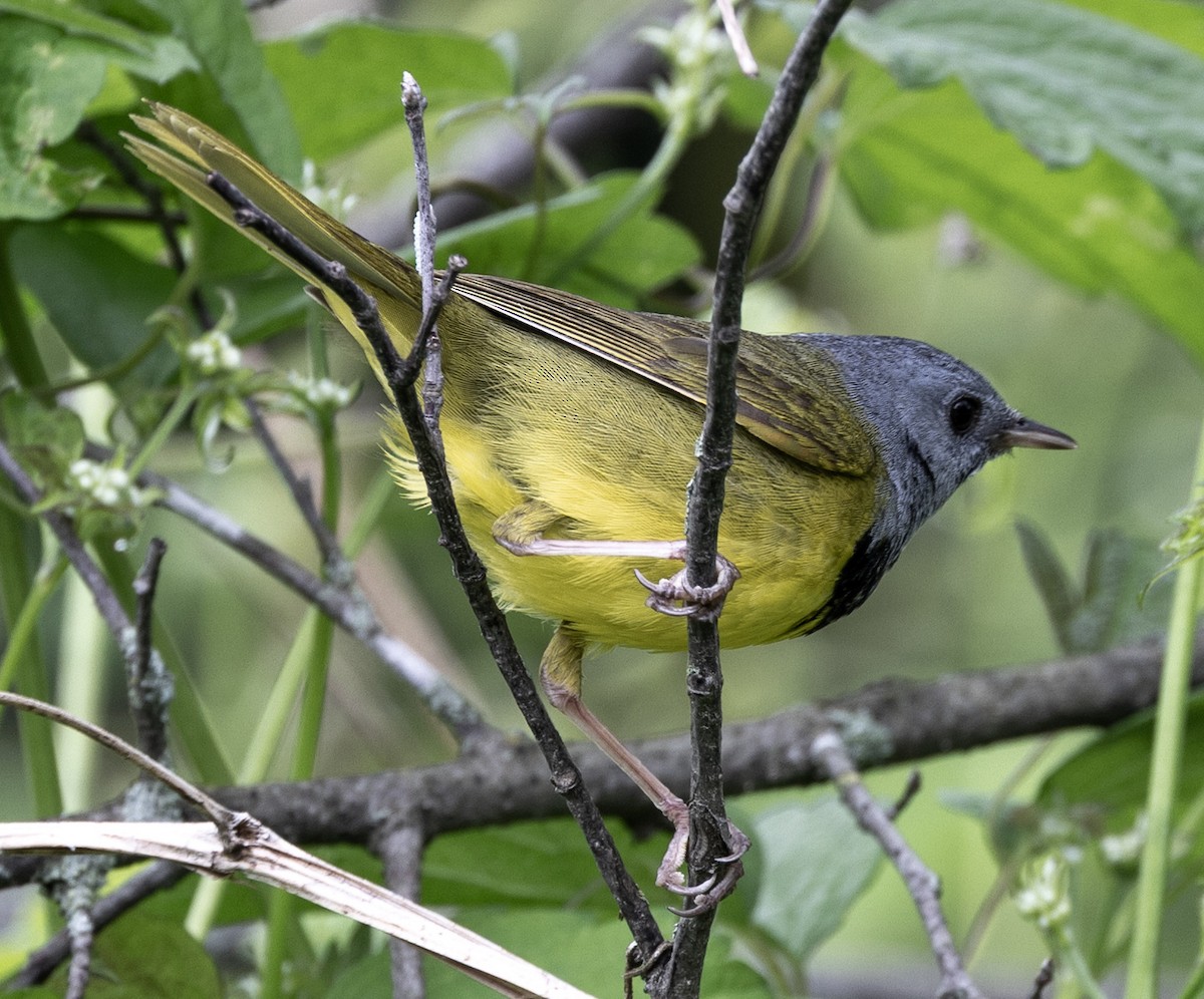 svartbrystparula - ML638321839