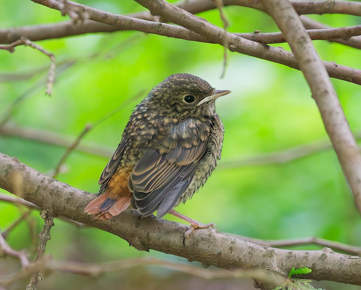 Common Redstart - ML638321840