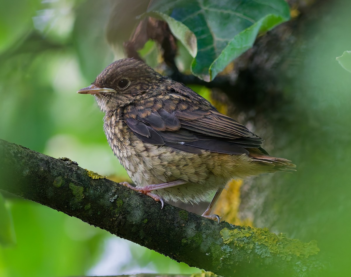 Common Redstart - ML638321841