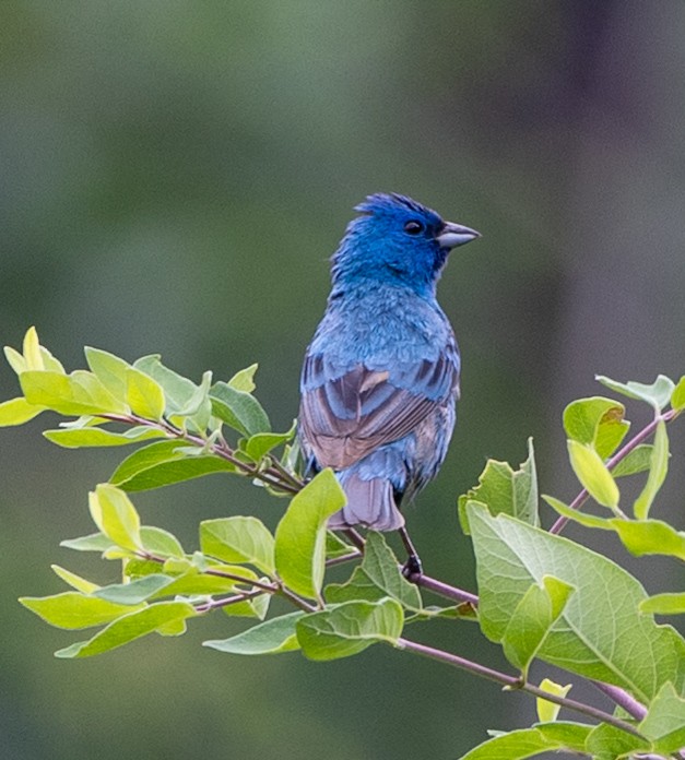 Indigo Bunting - ML638321866