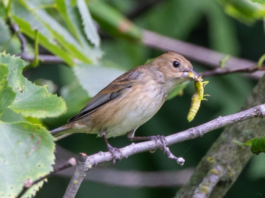 Indigo Bunting - ML638321867